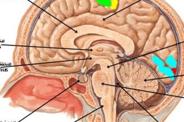 تعرف على فوائد القشرة الدماغية او جهاز التحكم فى التفكير ومعالجة المعلومات