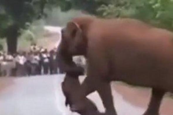 شاهد : قطيع فيلة يسير في جنازة فيل صغير (فيديو)