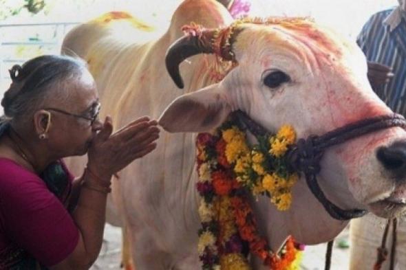 بول البقر أغلى من الحليب في الهند!
