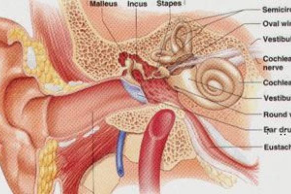 بعد توجهات هيئة الدواء .كل ما تريد معرفته عن التهاب الأذن وأعراضه