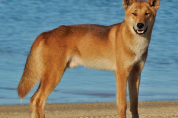 الامارات | كلاب "الدنجو" الأسترالية تعض فتاة تبلغ من العمر 7 سنوات
