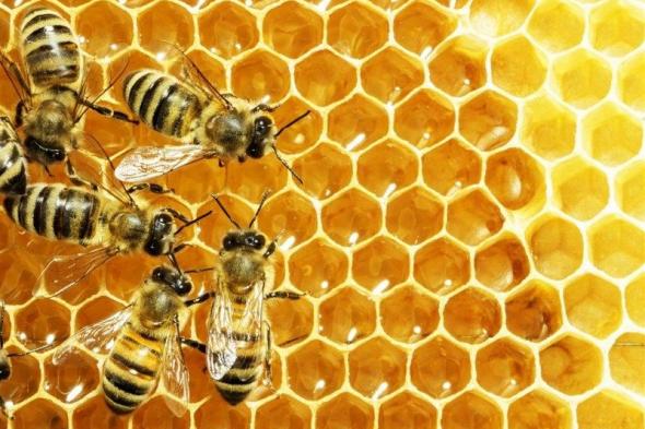 خبير يكشف متى يصبح عسل النحل ساماً .. ويوضح الطريقة الصحيحة لتناوله