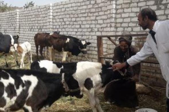 الطب البيطرى بالجيزة: الانتهاء من تحصين أكثر من 136 ألف رأس ماشية ضد الحمى القلاعية