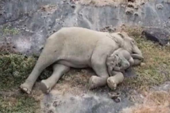 فيديو حقق 1.2 مليون مشاهدة.. قصة غريبة وراء اللحظة الرائعة بين صغير الفيل وأمه