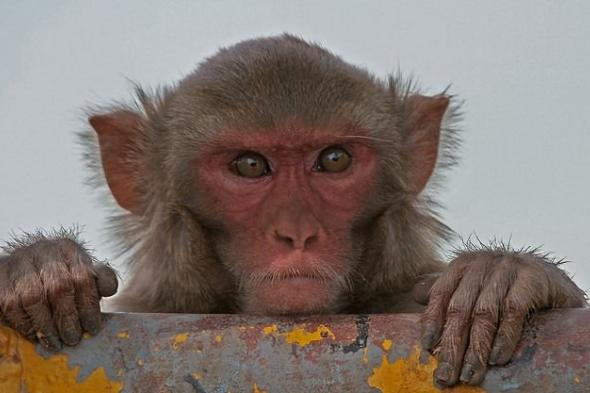 علماء يزرعون رقاقات في أدمغة القرود لفهم إدمان البشر على القمار