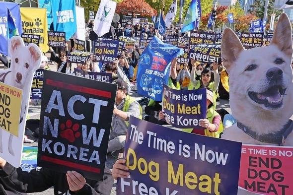 قرار تاريخي.. كوريا الجنوبية تصوت على "حظر استهلاك لحوم الكلاب"