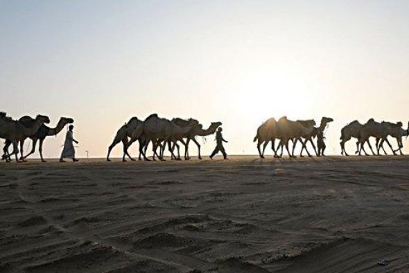 20 يناير.. انطلاق مسابقات «المحطة الختامية» لمهرجان الظفرة