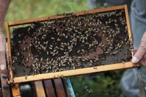 تكنولوجيا: العلماء يحلون لغز موت 3 ملايين نحلة خلال 24 ساعة فى كاليفورنيا