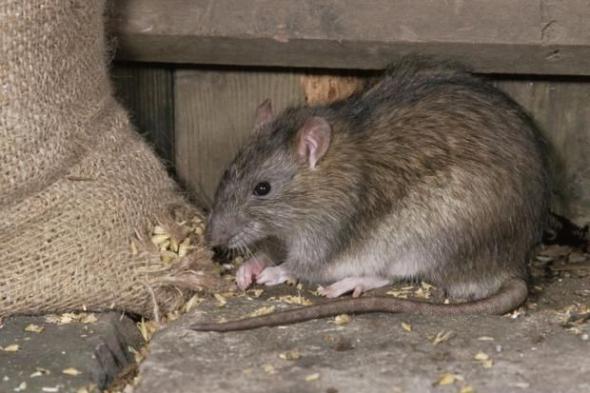 ماذا يحدث عند التعرض لعضة فأر؟.. مخاطر صحية تهدد حياتك