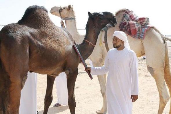 مهرجان الظفرة يبدأ «ترصيص الإبل» المشاركة في محطته الختامية