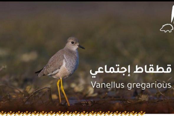 محمية الملك سلمان مأوى لـ290 نوعا من الطيور المهاجرة