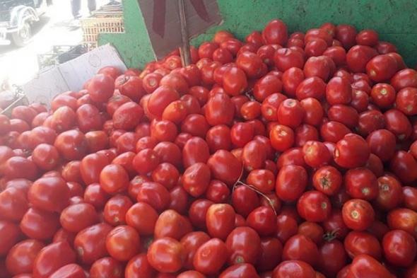 "الزراعة" تنظم يومًا حقليًا للاطلاع على نتائج أصناف الطماطم ببرنامج إنتاج تقاوي الخضر