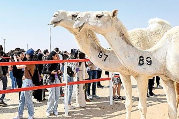 اليوم.. انطلاق «المحطة الختامية» من مهرجان الظفرة في مدينة زايد