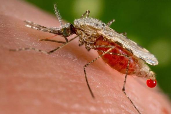 بشأن الملاريا.. إنجاز طبي سعودي ينقذ آلاف الأرواح