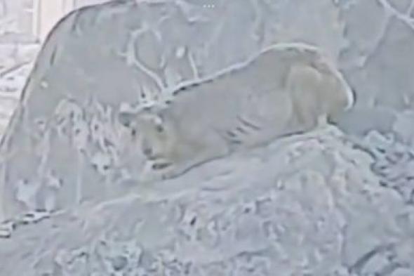 تراند اليوم : شخص يعثر على "حيوان غريب" على جبل خندمة في مكة