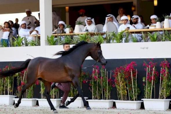 بطولة الشراع الدولية لجمال الخيل العربية تنطلق الأحد في الإمارات