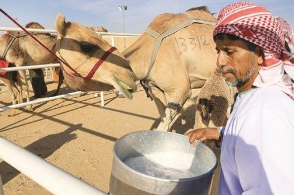 «الحلاب».. عادة قديمة أعادها «الظفرة التراثي» من جديد