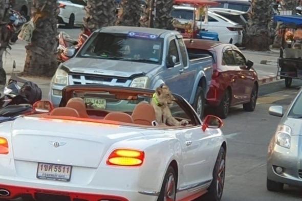 أسد يتجول في سيارة فاخرة يثير حالة من الاستغراب في تايلند (فيديو)