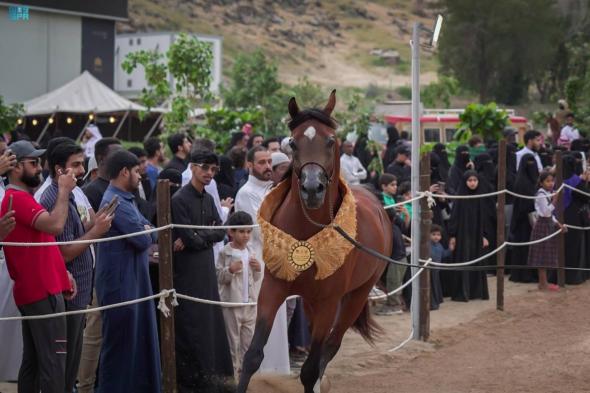 معايير جماليات الخيل العربية الأصيلة بحي حراء الثقافي