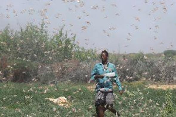 الزراعة: عدم مكافحة الجراد من السودان تسبب فى دخول أسراب للحدود المصرية