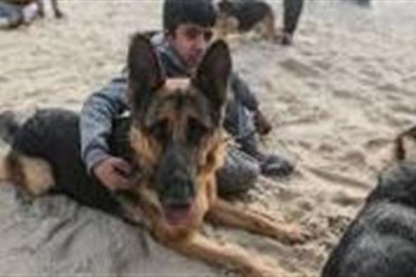 الكلاب تشارك في عمليات العدوان على غزة.. تفاصيل