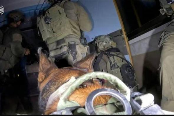 الكلاب البوليسية في الجيش الإسرائيلي مشتتة بسبب حماس