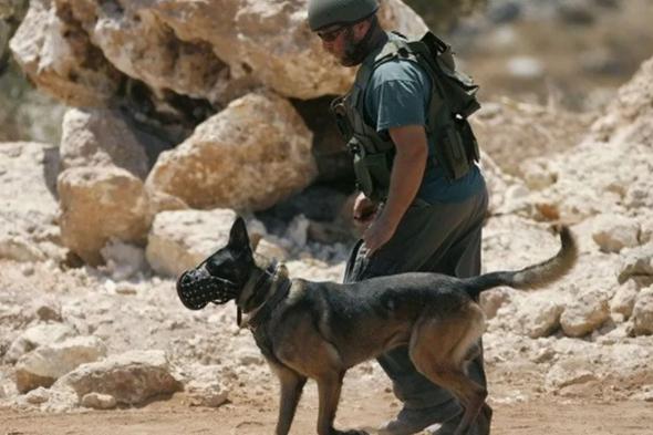 كيف عطلت حماس كلاب الحرب التي استعان بها الجيش الإسرائيلي ؟