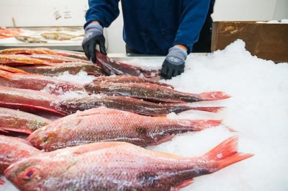 "بيئة المدينة" ترصد مخالفات بسوق الأسماك خلال حملة تفتيشية