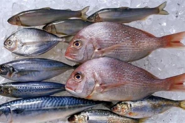 نوع سمك بـ45 جنيها فقط وفوائده لا تحصى.. أرخص من البلطي