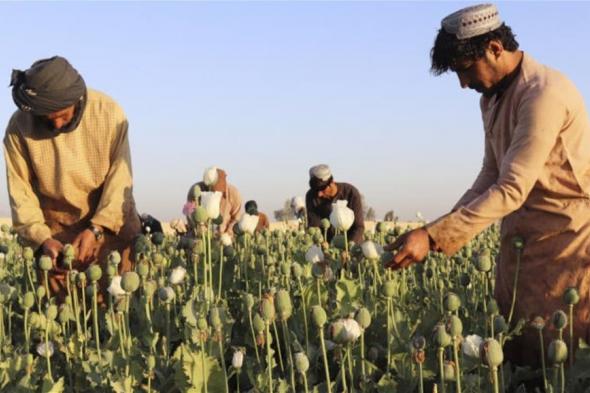 طالبان: زراعة المخدرات في أفغانستان وصلت إلى الصفر