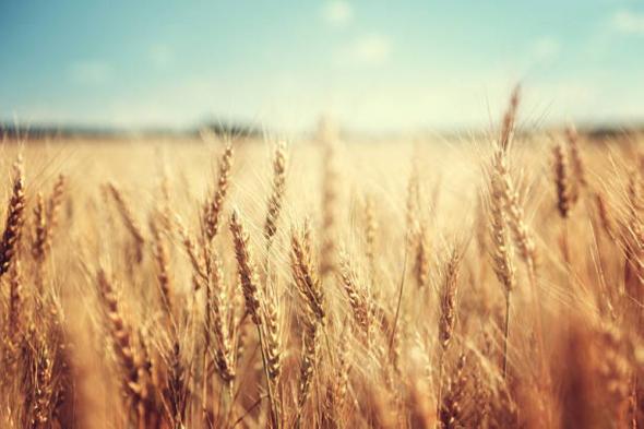 "كاوست".. بحث علمي في "الجينوم" لتطوير محصول القمح