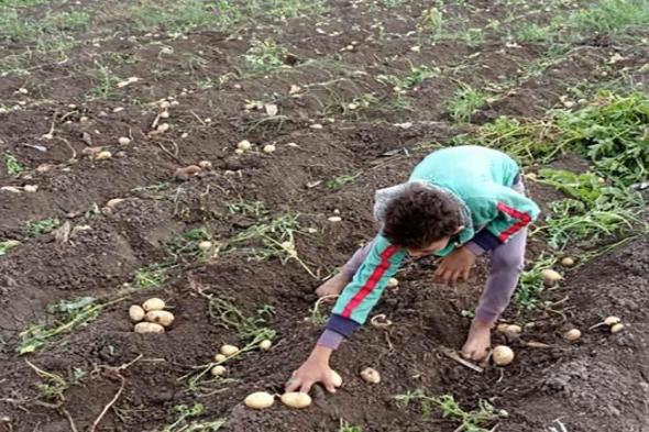 "زراعة النواب" تناقش ارتفاع أسعار تقاوى البطاطس.. والحصري: نستهدف تحقيق التوازن