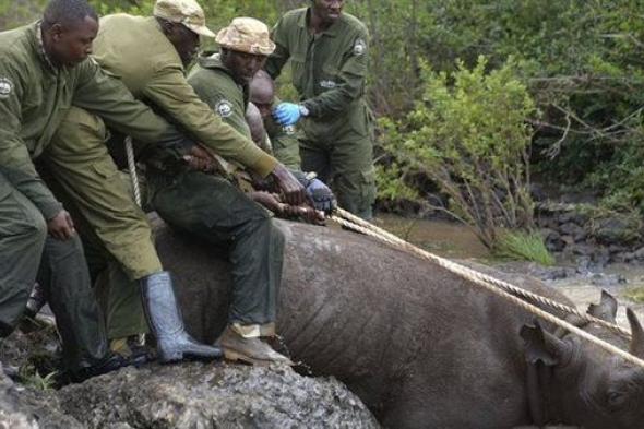 السلطات الكينية تنجح فى استرجاع 21 من الثدييات