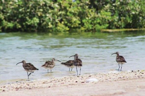 «خور المزاحمي» موطن البيئة الحيوية والبيولوجية في رأس الخيمة