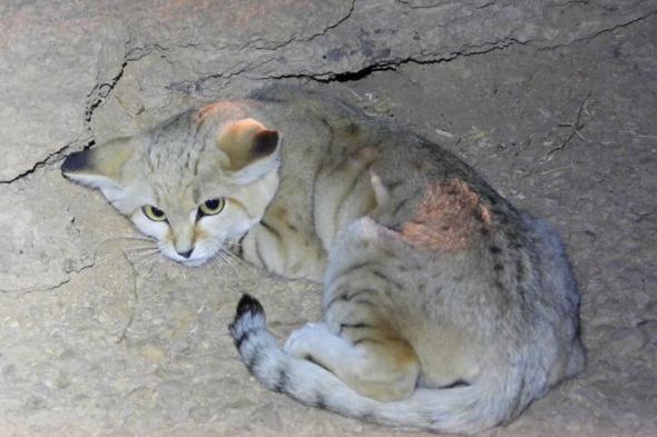 أيقونة للحياة الفطرية.. رصد القط الرملي للمرة الأولى في محمية الوعول