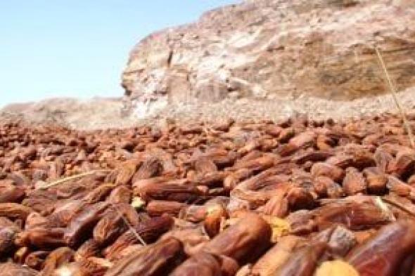 رحلة التمور من أراضى الجنوب.. بلح أسوان يغزو الأسواق مع حلول شهر رمضان