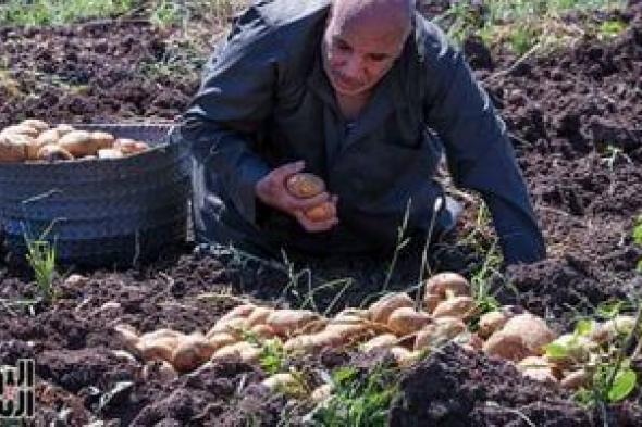 الزراعة: زيادة مساحة المناطق الخالية من العفن البني للبطاطس لـ695 ألف فدان