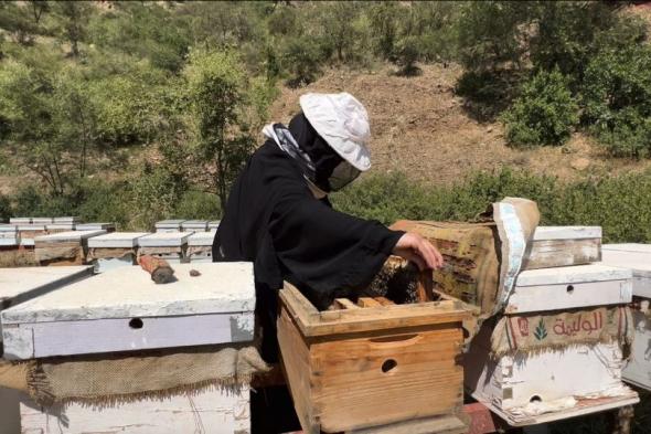 "ريف السعودية" يزيد إنتاجية نحل العسل بنسبة 200% في أربعة مناحل نموذجية
