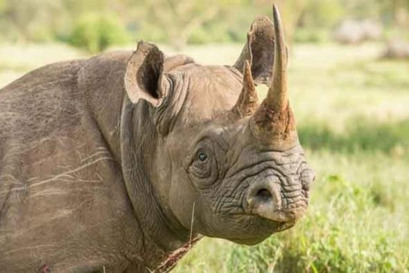 خلال 60 عامًا.. الاحترار العالمي ينذر بانقراض وحيد القرن من القارة الأفريقية