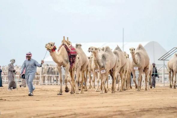 150 متنا تتنافس بمهرجان جادة الإبل