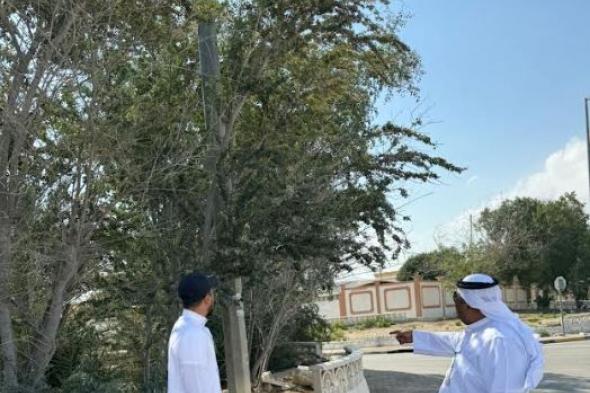 الامارات | لتأثيرها على إنارة الشوارع.. بلدية أبوظبي تدعو لتجنب زراعة أنواع من الأشجار