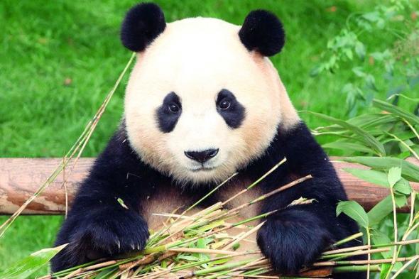 الامارات | سيؤول تودع «الكنز الميمون»: لن ننسى الباندا المحبوبة