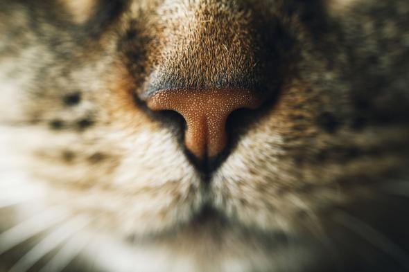 الامارات | تستنفر السلطات اليابانية.. قطة هاربة تنقل مادة سامة مسرطنة