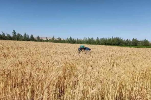 "المحاصيل الزراعية" يكشف عن أهم مكتسبات قرار رفع سعر توريد القمح