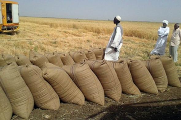 وزير الزراعة والغابات: الوضع ليس كارثياً والكميات الموجودة من الغذاء تكفي لسد حاجة السودان