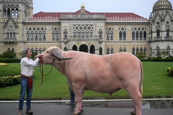 الامارات | وزنه 1.5 طن.. بيع جاموس عملاق في تايلاند بسعر خيالي