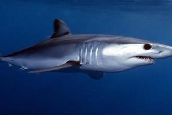 بتعض الإنسان فقط.. السياحة": ظهور سمكة القرش "ماكو" بالبحر الأحمر