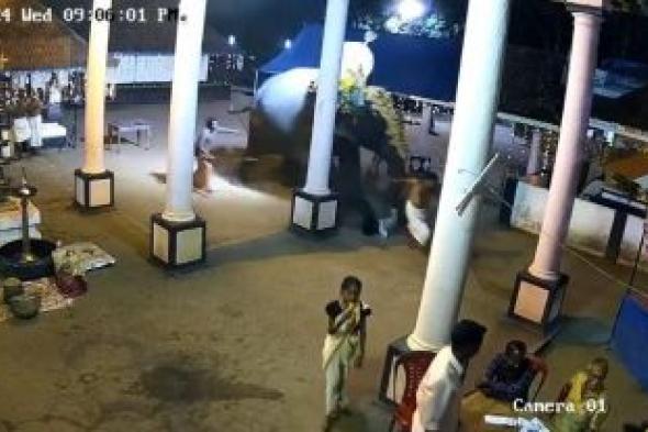 تراند اليوم : شاهد: فيل ضخم يدهس رجل هندي بأقدامه أثناء تحضيرات لاحتفالات دينية بأحد معابد كيرلا