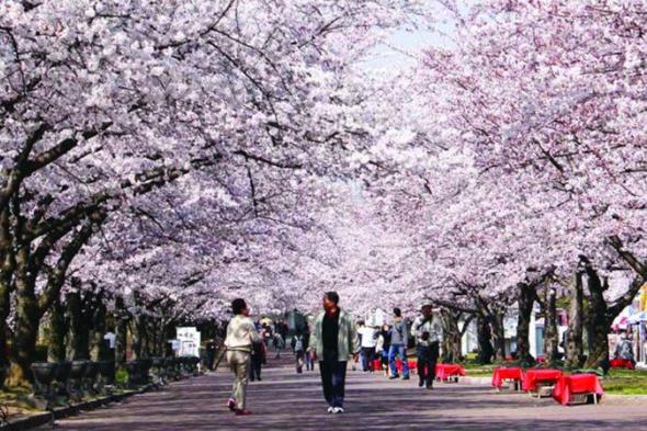 الامارات | ربيع اليابان.. رحلة  في بحر من الأزهار وأشجار الساكورا