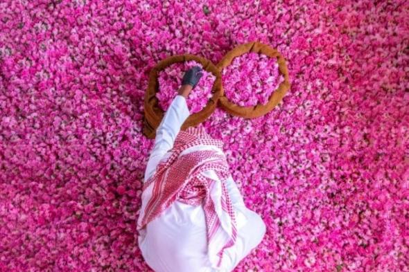 بالتزامن مع مهرجان الورد الطائفي..910 مزارع تنتج 55 مليون وردة سنويًا بالطائف